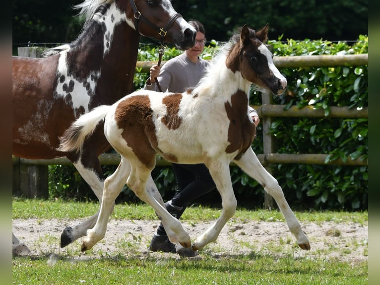 Lewitzer Semental Potro (04/2026) 148 cm Tobiano-todas las-capas in Mörsdorf
