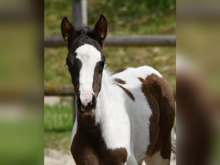 Lewitzer Semental Potro (04/2026) 148 cm Tobiano-todas las-capas in Mörsdorf