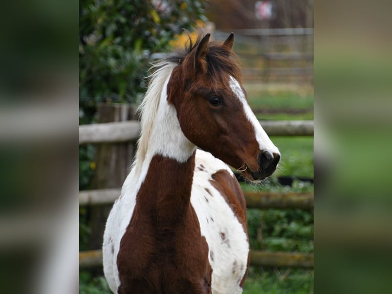 Lewitzer Semental Potro (05/2025) 148 cm Tobiano-todas las-capas in Mörsdorf