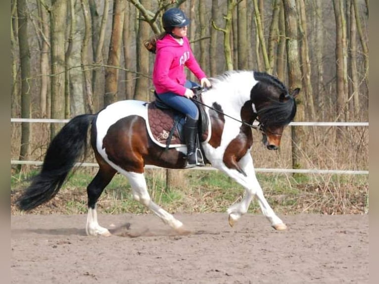 Lewitzer Stallion 18 years 13,3 hh Pinto in Neustadt-Glewe