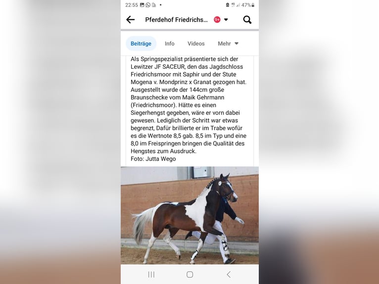 Lewitzer Stallion 18 years 13,3 hh Pinto in Neustadt-Glewe