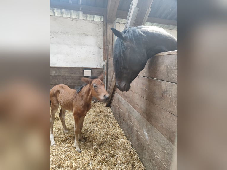 Lewitzer Stallion 19 years 14,2 hh Pinto in Bachenberg
