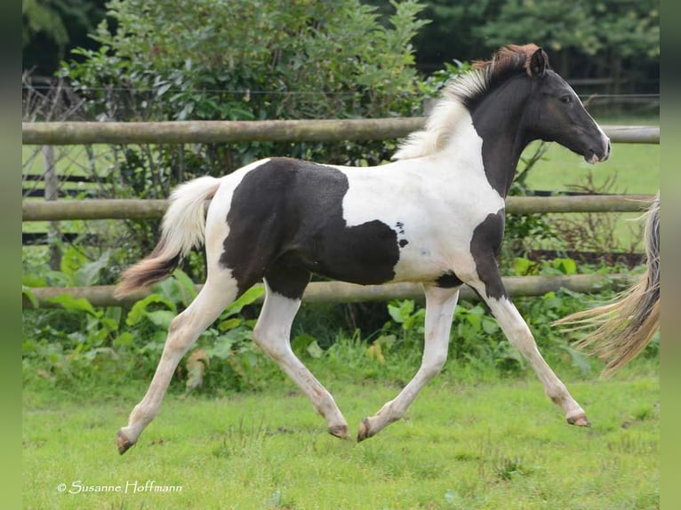 Lewitzer Stallion 1 year 14,2 hh Tobiano-all-colors in Mörsdorf