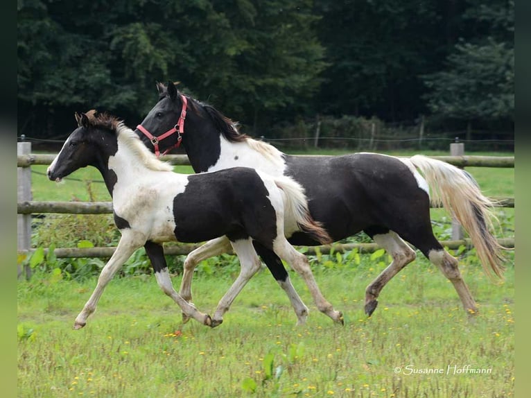 Lewitzer Stallion 1 year 14,2 hh Tobiano-all-colors in Mörsdorf