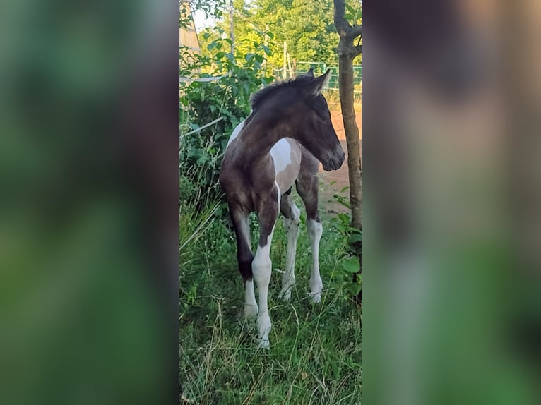 Lewitzer Stallion 1 year 14 hh Tobiano-all-colors in Reiskirchen