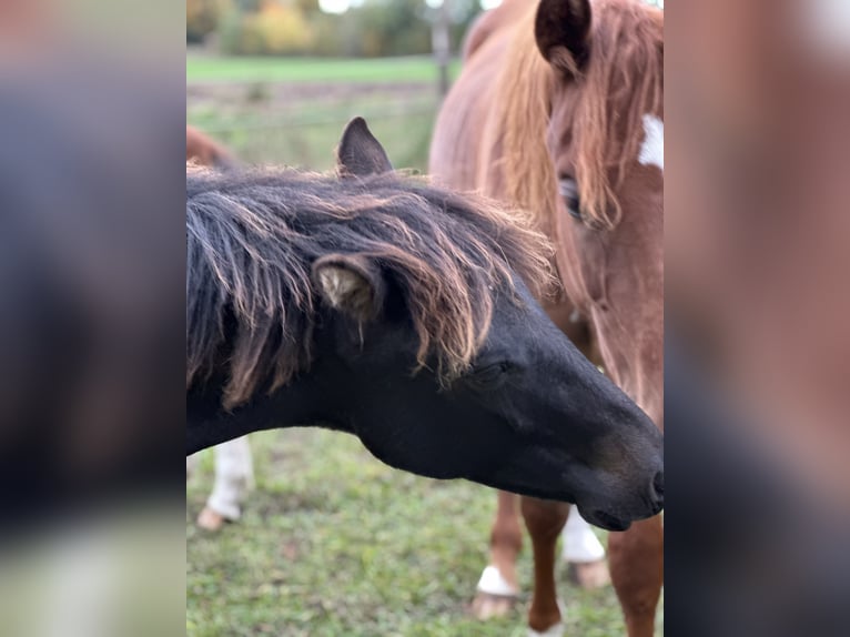 Lewitzer Stallion 1 year 14,1 hh Bay-Dark in Velpke