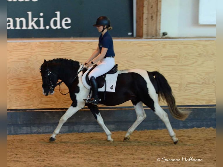 Lewitzer Stallion 1 year 14,2 hh Tobiano-all-colors in Mörsdorf