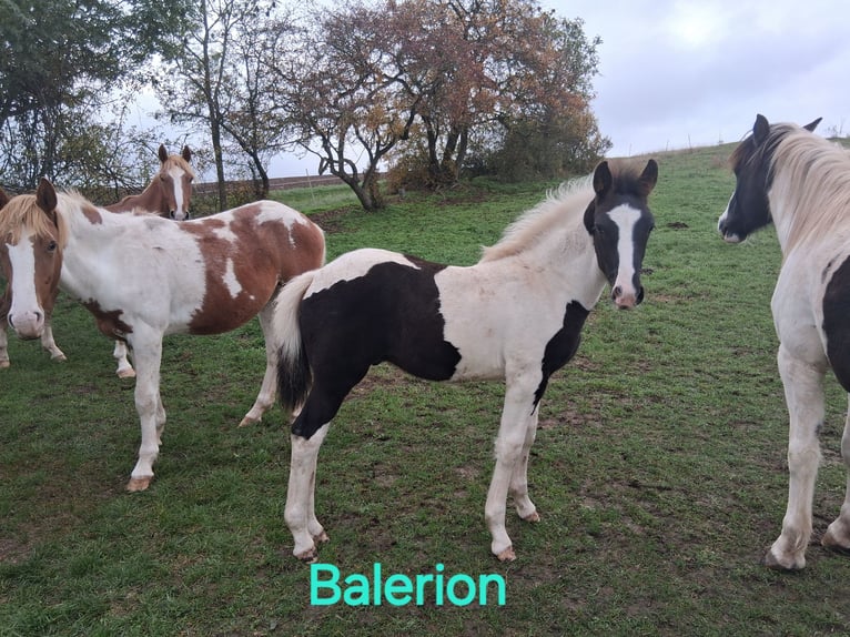 Lewitzer Mix Stallion 1 year 15,2 hh Pinto in Heldburg