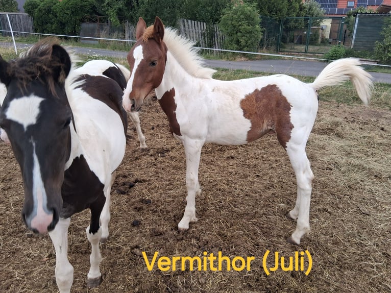 Lewitzer Mix Stallion 1 year 15,2 hh Pinto in Heldburg
