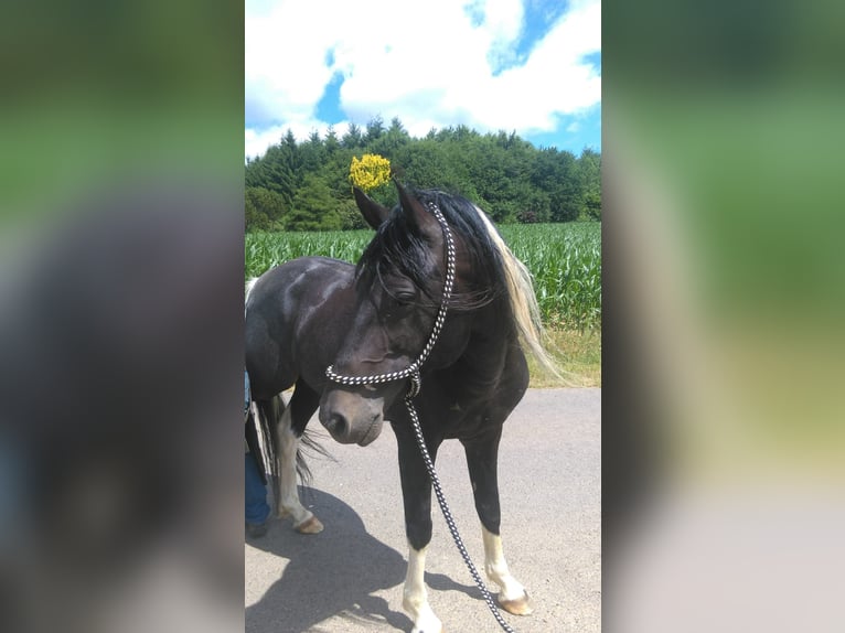 Lewitzer Mix Stallion 1 year Black in Windeck