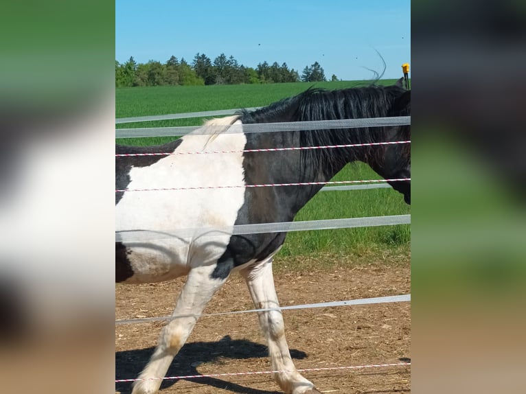 Lewitzer Stallion 21 years 14,2 hh Pinto in Langenaltheim