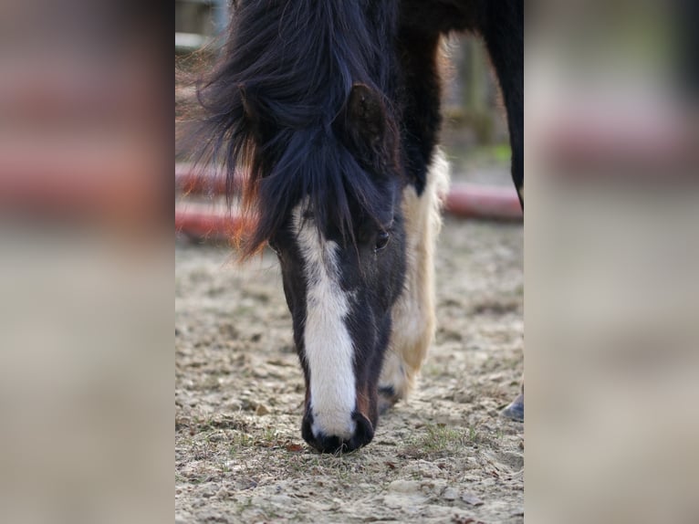 Lewitzer Stallion 2 years Pinto in Luckenbach
