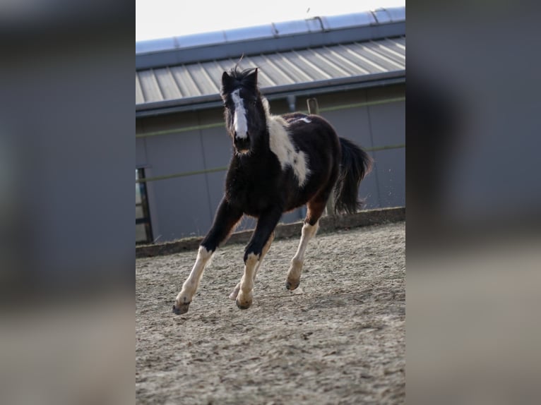 Lewitzer Stallion 2 years Pinto in Luckenbach