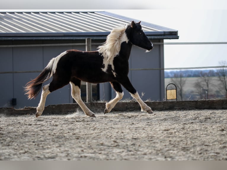 Lewitzer Stallion 2 years Pinto in Luckenbach
