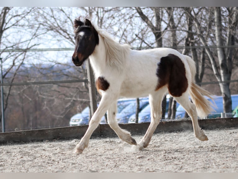 Lewitzer Stallion 2 years Pinto in Luckenbach