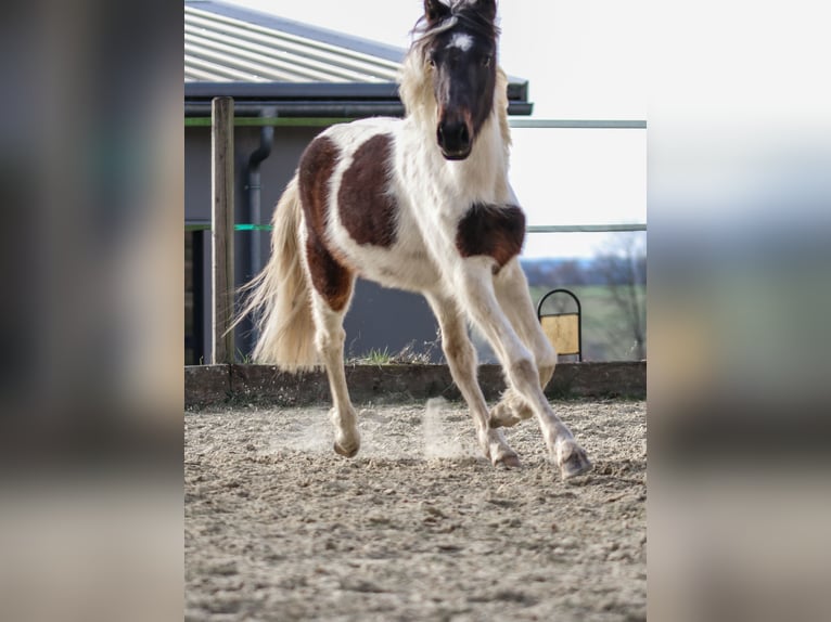 Lewitzer Stallion 2 years Pinto in Luckenbach
