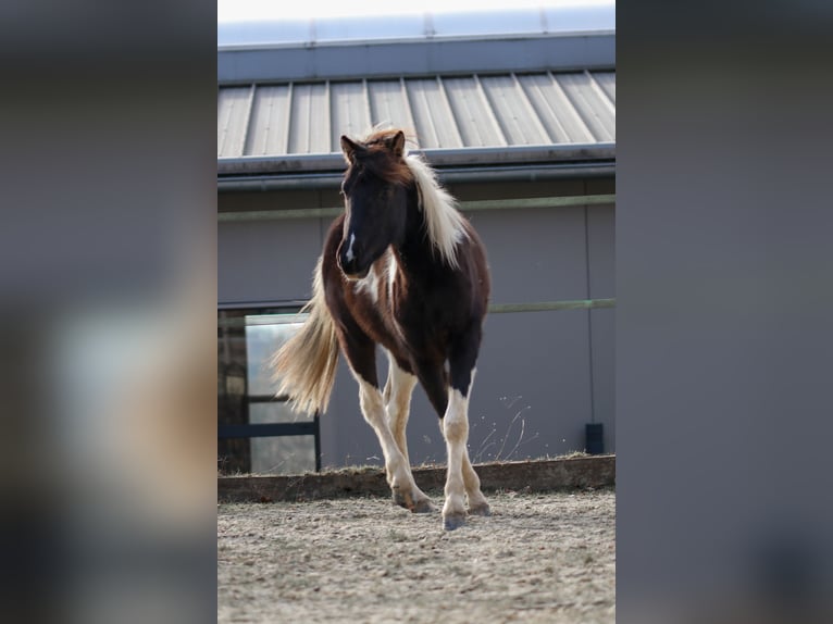 Lewitzer Stallion 2 years Pinto in Luckenbach