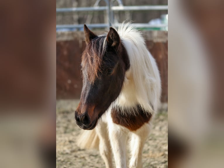 Lewitzer Stallion 2 years Pinto in Luckenbach
