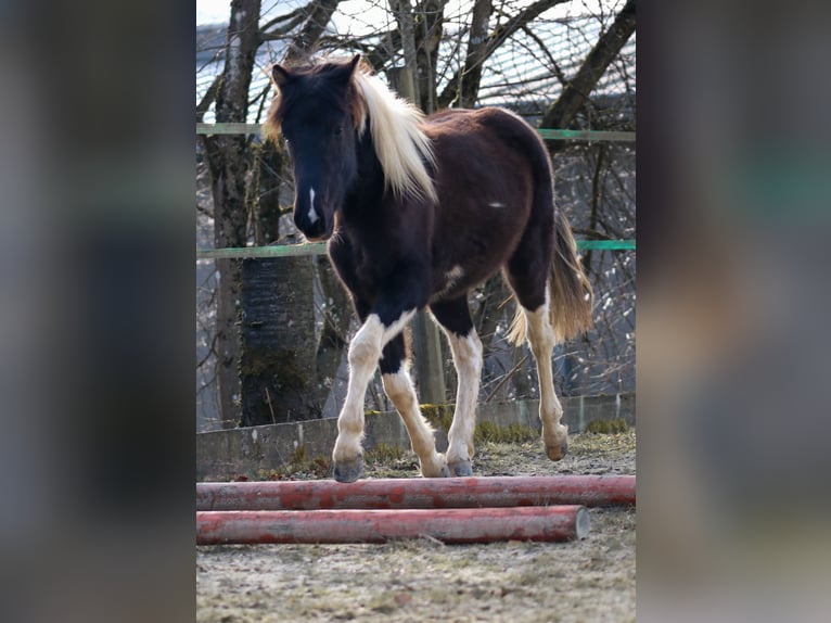 Lewitzer Stallion 2 years Pinto in Luckenbach