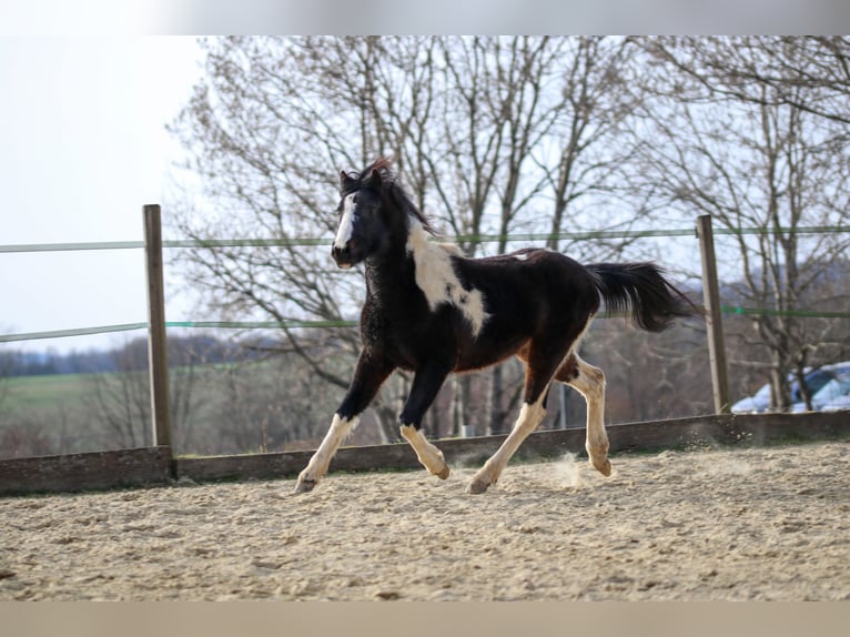 Lewitzer Stallion 2 years Pinto in Luckenbach