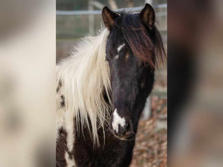 Lewitzer Stallion 2 years Pinto in Luckenbach
