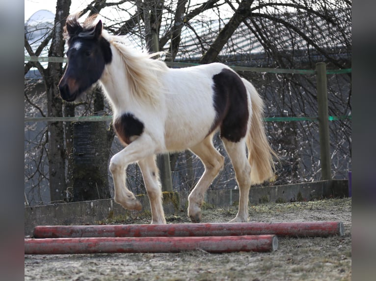 Lewitzer Stallion 2 years Pinto in Luckenbach