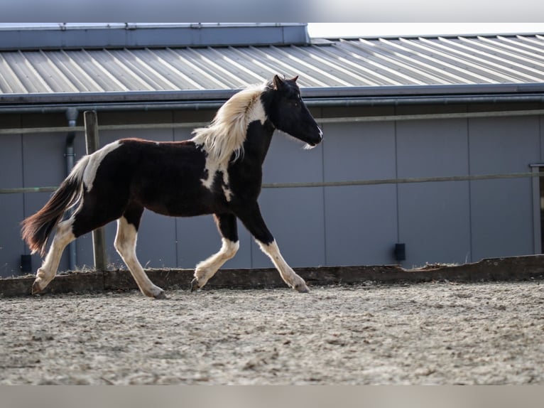 Lewitzer Stallion 2 years Pinto in Luckenbach