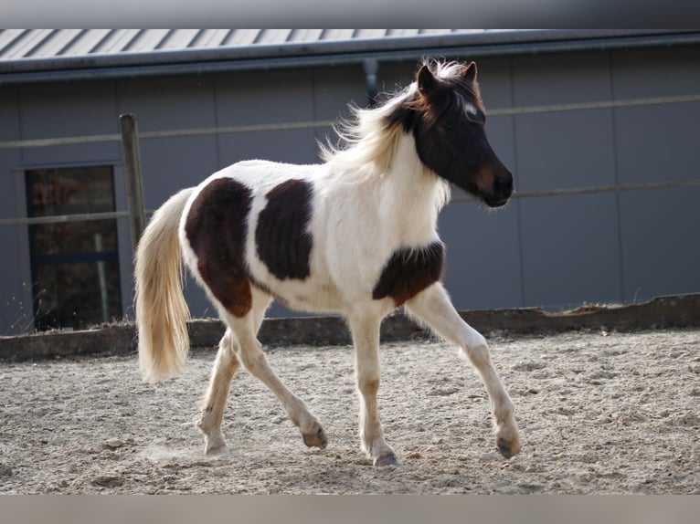 Lewitzer Stallion 2 years Pinto in Luckenbach