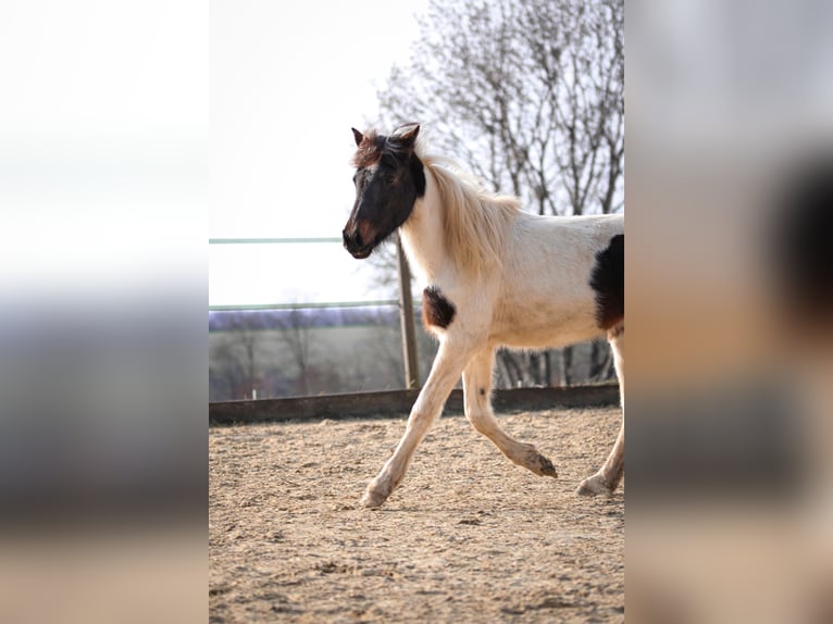 Lewitzer Stallion 2 years Pinto in Luckenbach