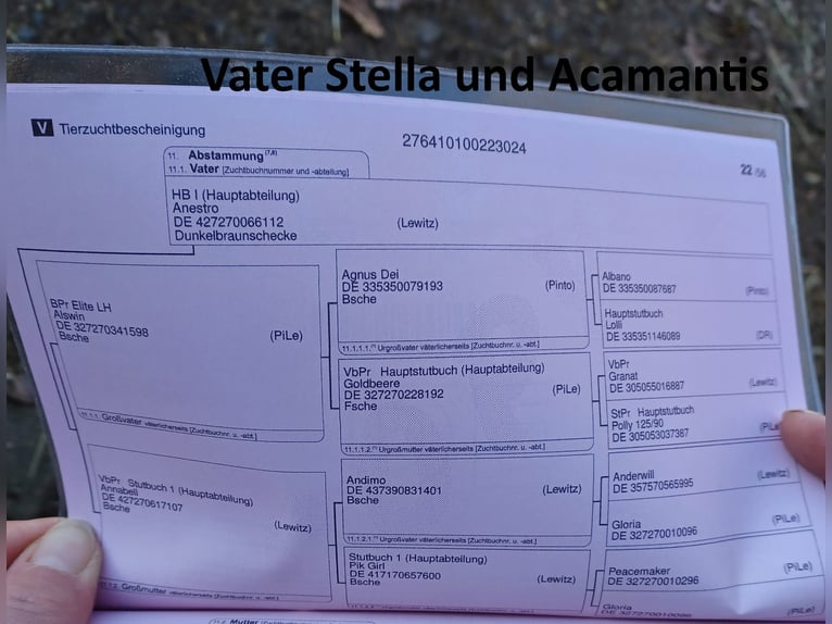 Lewitzer Stallion 2 years Pinto in Luckenbach