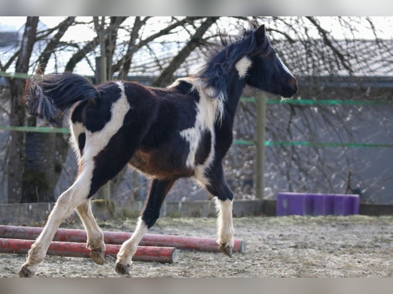 Lewitzer Stallion 2 years Pinto in Luckenbach