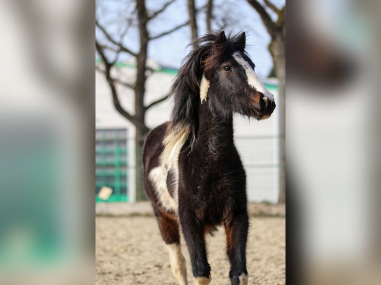 Lewitzer Stallion 2 years Pinto in Luckenbach