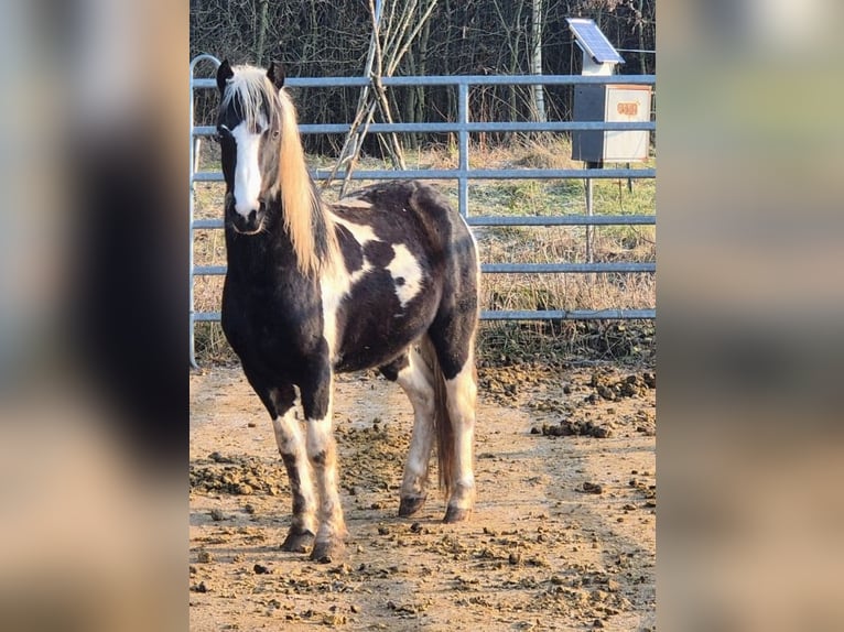 Lewitzer Mix Stallion 3 years 12,2 hh Pinto in Mistelgau