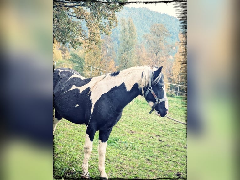 Lewitzer Mix Stallion 3 years 12,2 hh Pinto in Mistelgau