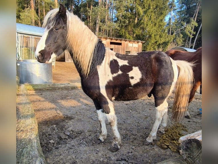 Lewitzer Mix Stallion 3 years 12,2 hh Pinto in Mistelgau