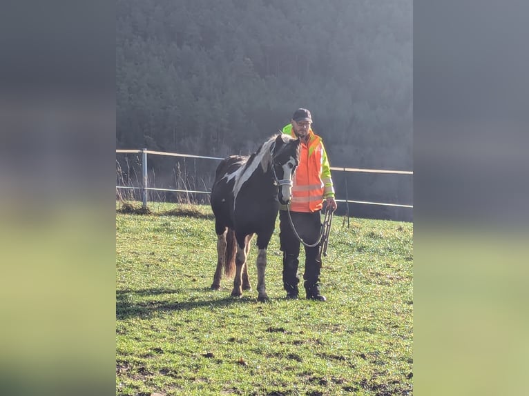 Lewitzer Mix Stallion 3 years 12,2 hh Pinto in Mistelgau