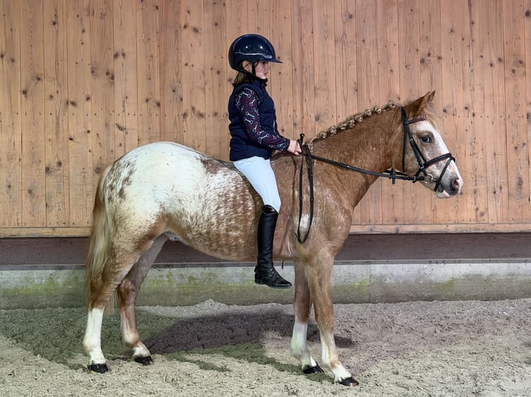 Lewitzer Mix Stallion 3 years 12,1 hh Pinto in Riedlingen