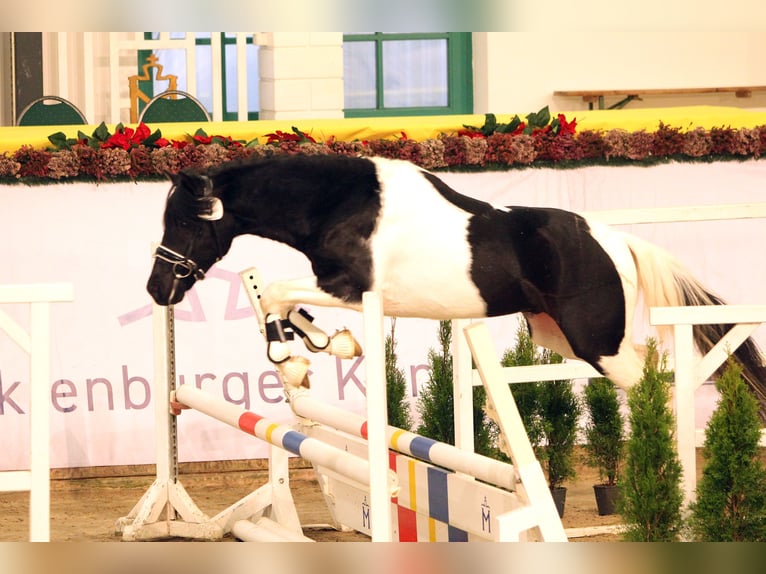 Lewitzer Stallion 3 years 13,3 hh Pinto in Boberow