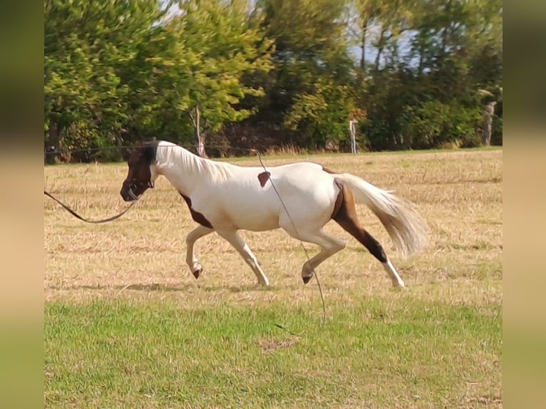 Lewitzer Stallion 3 years 13,1 hh Pinto in Sömmerda OT Schillingstedt