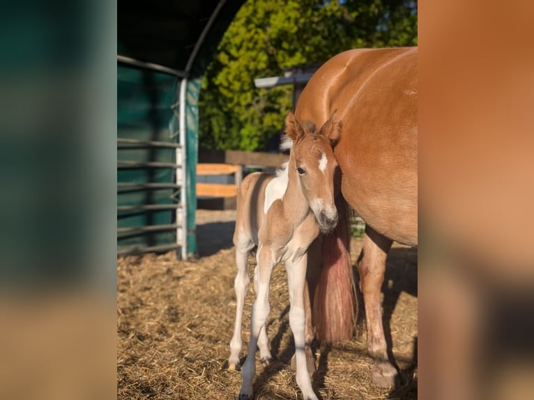 Lewitzer Stallion 3 years 14,1 hh Pinto in Jesteburg