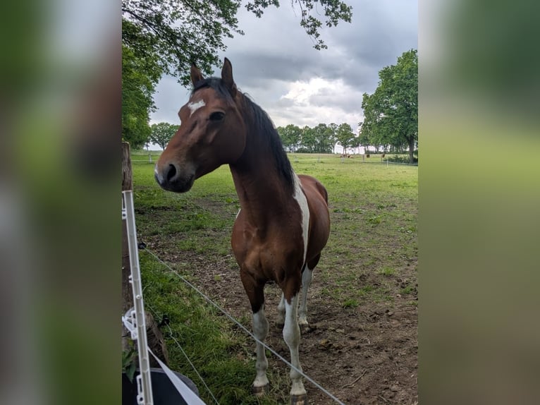 Lewitzer Stallion 3 years 14,1 hh Pinto in Jesteburg