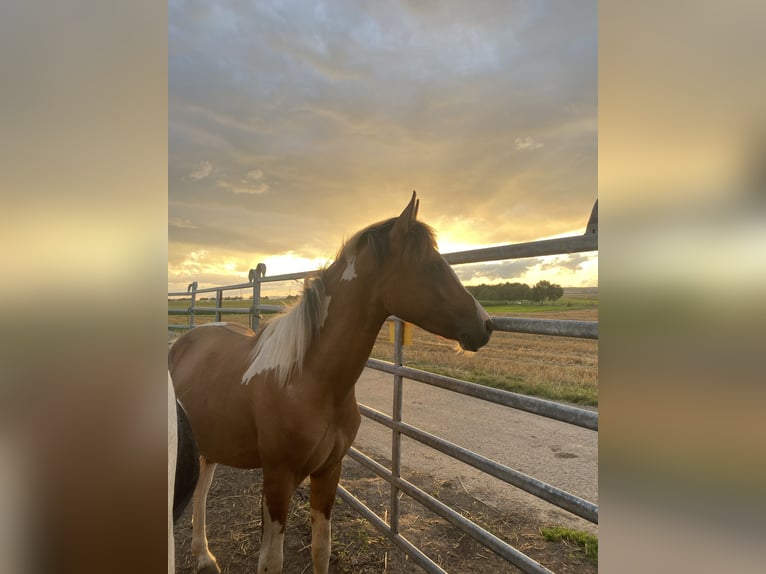 Lewitzer Stallion 3 years 14,2 hh Pinto in Echzell