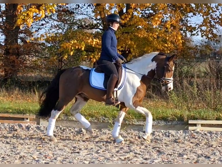 Lewitzer Mix Stallion 5 years 14 hh Pinto in Dallgow-Döberitz