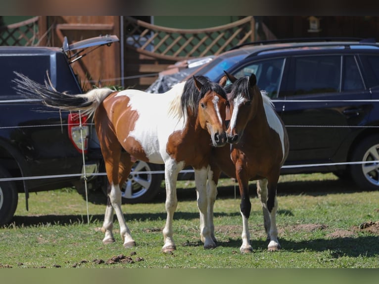 Lewitzer Mix Stallion 6 years 15.1 hh Pinto in Zirchow