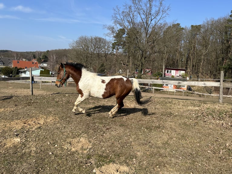 Lewitzer Mix Stallion 6 years 15.1 hh Pinto in Zirchow