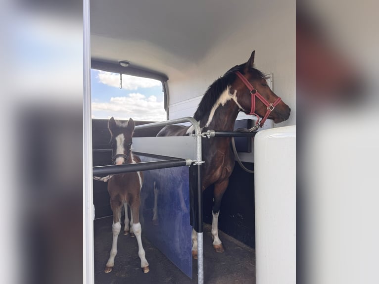 Lewitzer Stallion Foal (04/2026) 13.2 hh Bay-Dark in Salzwedel
