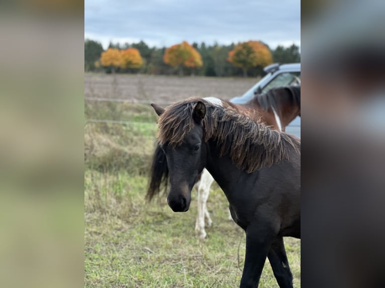 Lewitzer Stallion Foal (02/2025) 13,2 hh Bay-Dark in Velpke