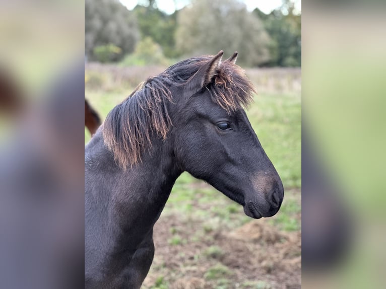 Lewitzer Stallion Foal (02/2025) 13,2 hh Bay-Dark in Velpke