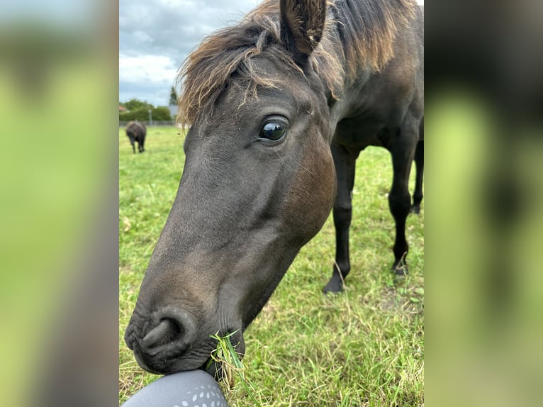 Lewitzer Stallion Foal (02/2025) 13,2 hh Bay-Dark in Velpke