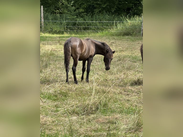 Lewitzer Stallion Foal (02/2025) 13,2 hh Bay-Dark in Velpke